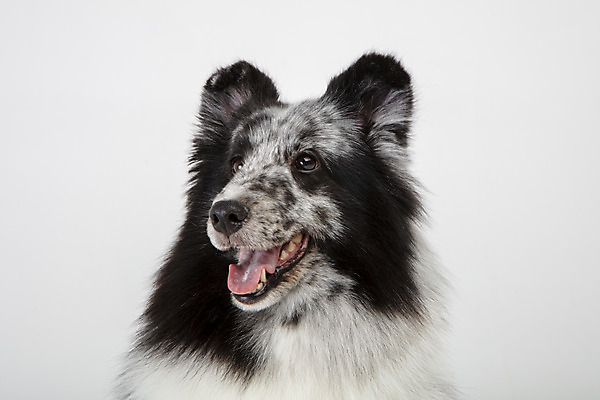 포토 JPG 스튜디오촬영 응시 반려견 실내 사람없음 옆모습 반려동물 귀여움 강아지 흰배경 반려 셔틀랜드쉽독 국내포토 동물 시선 뷰포인트 백그라운드 컨셉 내부 흰색 개 파일형식