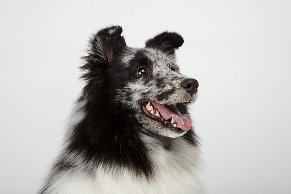 포토 JPG 스튜디오촬영 응시 반려견 실내 사람없음 옆모습 반려동물 귀여움 강아지 흰배경 반려 셔틀랜드쉽독 국내포토 동물 시선 뷰포인트 백그라운드 컨셉 내부 흰색 개 파일형식