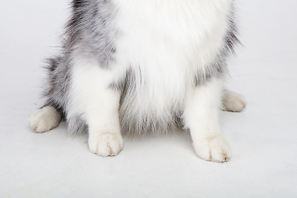 포토 JPG 스튜디오촬영 반려견 발 실내 근접촬영 사람없음 앞모습 반려동물 귀여움 강아지 흰배경 반려 셔틀랜드쉽독 국내포토 동물 뷰포인트 백그라운드 컨셉 내부 신체부위 흰색 개 파일형식