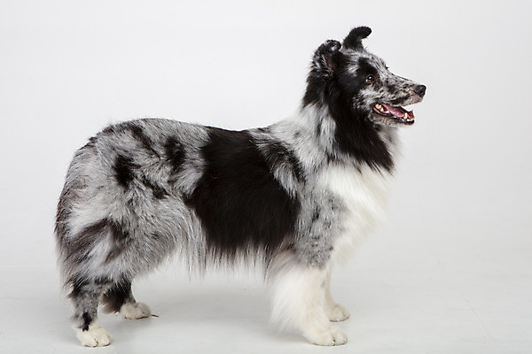 포토 JPG 스튜디오촬영 응시 반려견 실내 사람없음 옆모습 반려동물 귀여움 강아지 흰배경 반려 셔틀랜드쉽독 국내포토 동물 시선 뷰포인트 백그라운드 컨셉 내부 흰색 개 파일형식