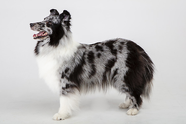 포토 JPG 스튜디오촬영 응시 반려견 실내 사람없음 옆모습 반려동물 귀여움 강아지 흰배경 반려 셔틀랜드쉽독 국내포토 동물 시선 뷰포인트 백그라운드 컨셉 내부 흰색 개 파일형식