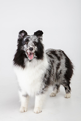 포토 JPG 스튜디오촬영 반려견 실내 사람없음 앞모습 반려동물 귀여움 강아지 흰배경 반려 셔틀랜드쉽독 국내포토 동물 뷰포인트 백그라운드 컨셉 내부 흰색 개 파일형식