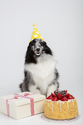 포토 JPG 스튜디오촬영 반려견 실내 선물 앉기 사람없음 앞모습 반려동물 귀여움 케이크 축하 생일 강아지 흰배경 반려 셔틀랜드쉽독 국내포토 동물 기념일 뷰포인트 백그라운드 컨셉 모션 디저트 내부 흰색 개 파일형식