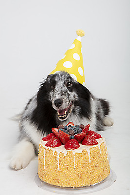 포토 JPG 스튜디오촬영 반려견 엎드리기 실내 선물 사람없음 앞모습 반려동물 귀여움 케이크 축하 생일 강아지 흰배경 반려 셔틀랜드쉽독 국내포토 동물 기념일 뷰포인트 백그라운드 컨셉 모션 디저트 내부 흰색 개 파일형식