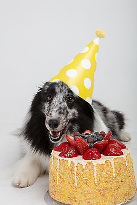 포토 JPG 스튜디오촬영 반려견 엎드리기 실내 선물 사람없음 앞모습 반려동물 귀여움 케이크 축하 생일 강아지 흰배경 반려 셔틀랜드쉽독 국내포토 동물 기념일 뷰포인트 백그라운드 컨셉 모션 디저트 내부 흰색 개 파일형식