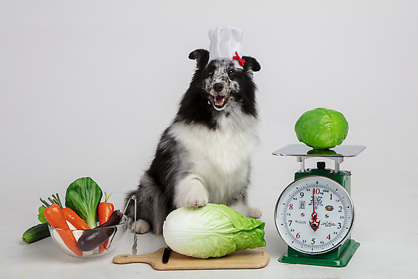 포토 JPG 스튜디오촬영 반려견 가지 오이 도마 실내 요리사모자 저울 사람없음 앞모습 반려동물 장난감 모형 귀여움 당근 칼 강아지 배추 흰배경 반려 셔틀랜드쉽독 국내포토 동물 모자_잡화 뷰포인트 백그라운드 컨셉 채소 주방용품 뿌리채소 내부 요리사 흰색 개 파일형식