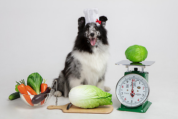 포토 JPG 스튜디오촬영 반려견 가지 오이 도마 실내 요리사모자 저울 사람없음 앞모습 반려동물 장난감 모형 귀여움 당근 칼 강아지 배추 흰배경 반려 셔틀랜드쉽독 국내포토 동물 모자_잡화 뷰포인트 백그라운드 컨셉 채소 주방용품 뿌리채소 내부 요리사 흰색 개 파일형식