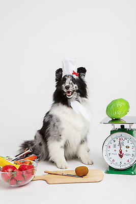 포토 JPG 스튜디오촬영 반려견 딸기 도마 바나나 실내 요리사모자 저울 키위 사람없음 앞모습 반려동물 장난감 모형 귀여움 칼 강아지 흰배경 양배추 반려 셔틀랜드쉽독 국내포토 동물 모자_잡화 뷰포인트 백그라운드 컨셉 채소 과일 주방용품 내부 요리사 흰색 개 파일형식