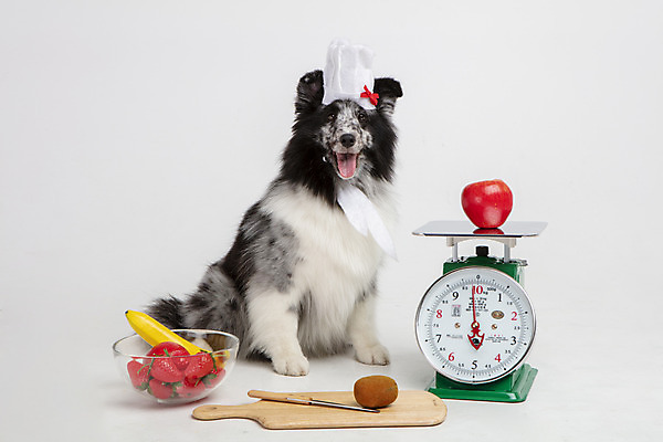 포토 JPG 스튜디오촬영 반려견 딸기 도마 바나나 실내 요리사모자 저울 키위 사람없음 앞모습 반려동물 장난감 모형 귀여움 칼 강아지 흰배경 양배추 반려 셔틀랜드쉽독 국내포토 동물 모자_잡화 뷰포인트 백그라운드 컨셉 채소 과일 주방용품 내부 요리사 흰색 개 파일형식