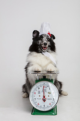 포토 JPG 스튜디오촬영 반려견 실내 요리사모자 저울 사람없음 앞모습 반려동물 귀여움 강아지 흰배경 반려 셔틀랜드쉽독 국내포토 동물 모자_잡화 뷰포인트 백그라운드 컨셉 내부 요리사 흰색 개 파일형식