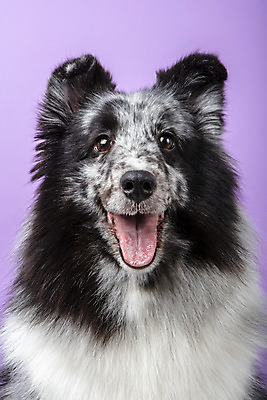 포토 JPG 스튜디오촬영 반려견 실내 근접촬영 사람없음 앞모습 반려동물 귀여움 강아지 반려 보라색배경 셔틀랜드쉽독 국내포토 동물 뷰포인트 백그라운드 컨셉 내부 보라색 개 파일형식