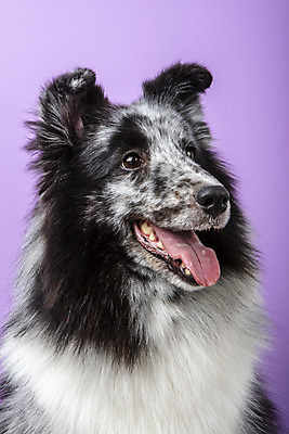 포토 JPG 스튜디오촬영 반려견 실내 근접촬영 사람없음 앞모습 반려동물 귀여움 강아지 반려 보라색배경 셔틀랜드쉽독 국내포토 동물 뷰포인트 백그라운드 컨셉 내부 보라색 개 파일형식