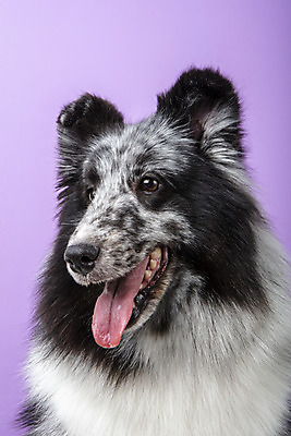포토 JPG 스튜디오촬영 반려견 실내 근접촬영 사람없음 앞모습 반려동물 귀여움 강아지 반려 보라색배경 셔틀랜드쉽독 국내포토 동물 뷰포인트 백그라운드 컨셉 내부 보라색 개 파일형식
