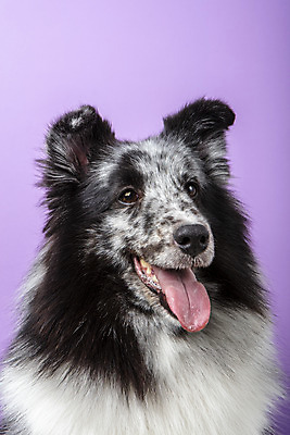 포토 JPG 스튜디오촬영 반려견 실내 근접촬영 사람없음 앞모습 반려동물 귀여움 강아지 반려 보라색배경 셔틀랜드쉽독 국내포토 동물 뷰포인트 백그라운드 컨셉 내부 보라색 개 파일형식