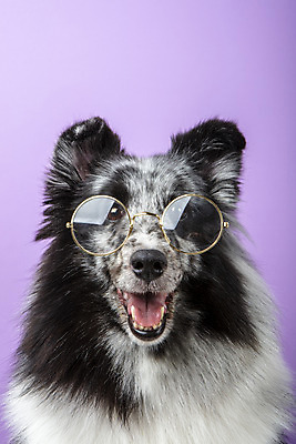 포토 JPG 스튜디오촬영 반려견 안경 실내 근접촬영 사람없음 앞모습 반려동물 귀여움 강아지 반려 보라색배경 셔틀랜드쉽독 국내포토 동물 잡화 뷰포인트 백그라운드 컨셉 내부 보라색 개 파일형식