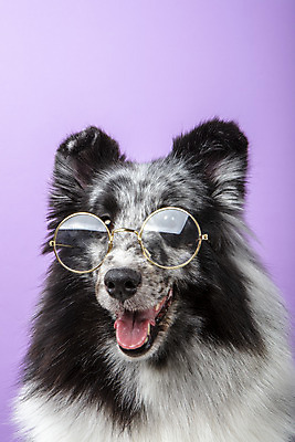 포토 JPG 스튜디오촬영 반려견 안경 실내 근접촬영 사람없음 앞모습 반려동물 귀여움 강아지 반려 보라색배경 셔틀랜드쉽독 국내포토 동물 잡화 뷰포인트 백그라운드 컨셉 내부 보라색 개 파일형식