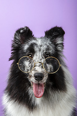 포토 JPG 스튜디오촬영 반려견 안경 실내 근접촬영 사람없음 앞모습 반려동물 귀여움 강아지 반려 보라색배경 셔틀랜드쉽독 국내포토 동물 잡화 뷰포인트 백그라운드 컨셉 내부 보라색 개 파일형식