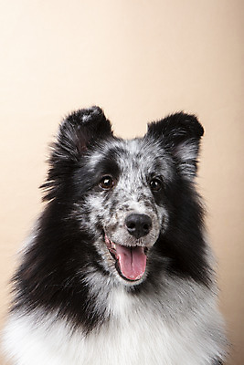 포토 JPG 스튜디오촬영 반려견 실내 근접촬영 사람없음 앞모습 반려동물 귀여움 강아지 반려 셔틀랜드쉽독 주황색배경 국내포토 동물 뷰포인트 백그라운드 컨셉 내부 주황색 개 파일형식