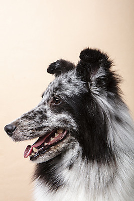 포토 JPG 스튜디오촬영 응시 반려견 실내 근접촬영 사람없음 옆모습 반려동물 귀여움 강아지 반려 셔틀랜드쉽독 주황색배경 국내포토 동물 시선 뷰포인트 백그라운드 컨셉 내부 주황색 개 파일형식