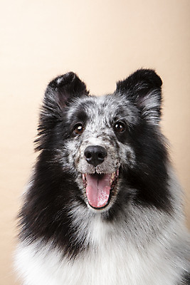 포토 JPG 스튜디오촬영 반려견 실내 근접촬영 사람없음 앞모습 반려동물 귀여움 강아지 반려 셔틀랜드쉽독 주황색배경 국내포토 동물 뷰포인트 백그라운드 컨셉 내부 주황색 개 파일형식