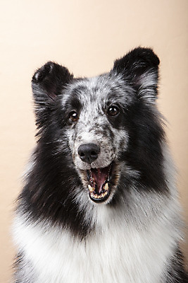 포토 JPG 스튜디오촬영 반려견 실내 근접촬영 사람없음 앞모습 반려동물 귀여움 강아지 반려 셔틀랜드쉽독 주황색배경 국내포토 동물 뷰포인트 백그라운드 컨셉 내부 주황색 개 파일형식