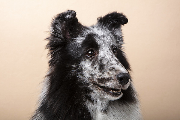 포토 JPG 스튜디오촬영 응시 반려견 실내 근접촬영 사람없음 옆모습 반려동물 귀여움 강아지 반려 셔틀랜드쉽독 주황색배경 국내포토 동물 시선 뷰포인트 백그라운드 컨셉 내부 주황색 개 파일형식