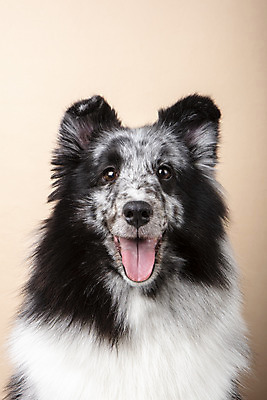 포토 JPG 스튜디오촬영 반려견 실내 근접촬영 사람없음 앞모습 반려동물 귀여움 강아지 반려 셔틀랜드쉽독 주황색배경 국내포토 동물 뷰포인트 백그라운드 컨셉 내부 주황색 개 파일형식