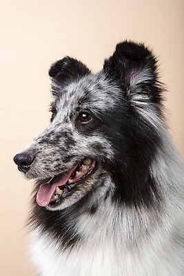 포토 JPG 스튜디오촬영 응시 반려견 실내 근접촬영 사람없음 옆모습 반려동물 귀여움 강아지 반려 셔틀랜드쉽독 주황색배경 국내포토 동물 시선 뷰포인트 백그라운드 컨셉 내부 주황색 개 파일형식