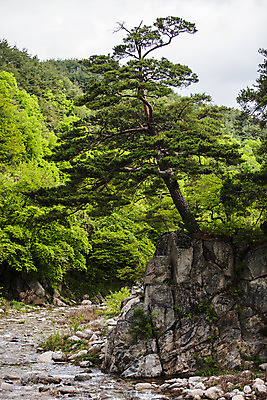 포토 JPG 주간 여행 자연 한국 풍경 사람없음 야외 관광지 계곡 소나무 숲 경상북도 국내여행 김천 직지사 국내포토 자연요소 나무 아시아 사찰 경상도 생태계 파일형식