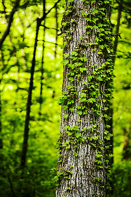 포토 JPG 주간 나무 여행 자연 한국 풍경 사람없음 야외 여름 관광지 숲 경상북도 국내여행 김천 직지사 국내포토 자연요소 식물 계절 아시아 사찰 경상도 생태계 파일형식