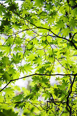 포토 JPG 주간 나무 로우앵글 여행 자연 나뭇잎 한국 풍경 사람없음 야외 여름 관광지 숲 경상북도 국내여행 김천 직지사 국내포토 자연요소 식물 계절 아시아 뷰포인트 잎 사찰 경상도 생태계 파일형식