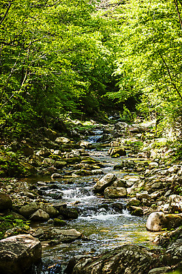 포토 JPG 주간 여행 자연 한국 풍경 사람없음 야외 여름 관광지 계곡 숲 경상북도 국내여행 김천 직지사 국내포토 자연요소 계절 아시아 사찰 경상도 생태계 파일형식