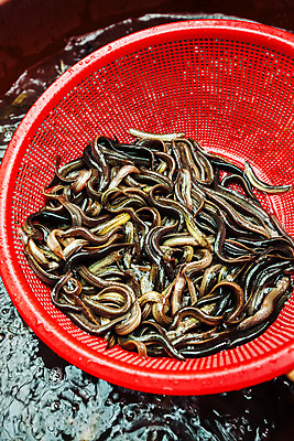 포토 JPG 주간 여행 자연 어류 풍경 사람없음 야외 관광지 바구니 경상북도 국내여행 미꾸라지 안동 국내포토 자연요소 수중동물 경상도 생태계 파일형식