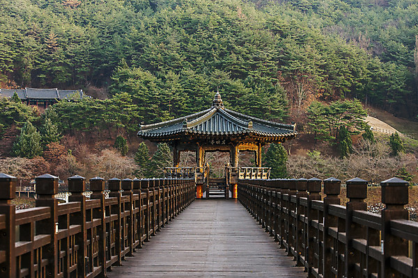 포토 JPG 주간 여행 자연 한국 풍경 사람없음 야외 관광지 일몰 경상북도 정자 국내여행 안동 안동호 월영교 국내포토 자연요소 건축물 아시아 호수 노을 다리_건축물 경상도 생태계 파일형식
