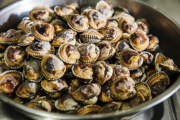 포토 JPG 주간 여행 어패류 한국 풍경 사람없음 야외 관광지 전라남도 국내여행 꼬막 보성 벌교꼬막 국내포토 자연요소 동물 아시아 전라도 특산물 벌교 파일형식