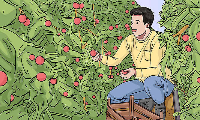 남자 과일 일러스트 장화 한명 성인 초록색 바구니 농부 과수원 농업인의날 성인남자한명만 국내일러스트 AI파일 직업 1 기념일 컬러 신발 농업 사람 남자한명만 성인남자만 파일형식 벡터