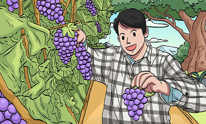 나무 남자 일러스트 포도 한명 상반신 성인 초록색 수확 농부 과수원 농업인의날 성인남자한명만 국내일러스트 AI파일 식물 직업 1 기념일 컬러 농업 과일 사람 남자한명만 성인남자만 파일형식 벡터