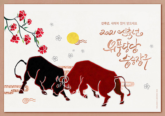 PSD 편집이미지 전통 꽃 새해 글자캘리그라피 사람없음 빨간색 소띠 소 소싸움 베이지색 2021년 신축년 이미지편집 식물 컬러 캘리그라피 포유류 전통놀이 십이지신 연도 파일형식