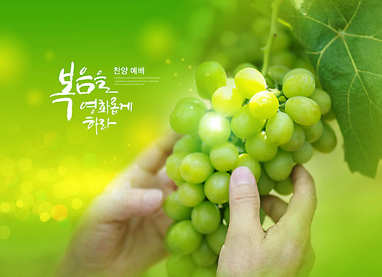 PSD 편집이미지 손 기독교 종교 포도 신체부위 초록색 교회 청포도 예배 복음 이미지편집 컬러 과일 종교건축 사람 건물 파일형식