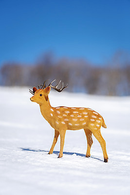 포토 JPG 주간 겨울 사슴 산 근접촬영 사람없음 야외 아웃포커스 추위 눈 차가움 오브젝트 강원도 겨울산 대관령 국내포토 자연요소 계절 뷰포인트 포유류 날씨 한국 촬영기법 파일형식