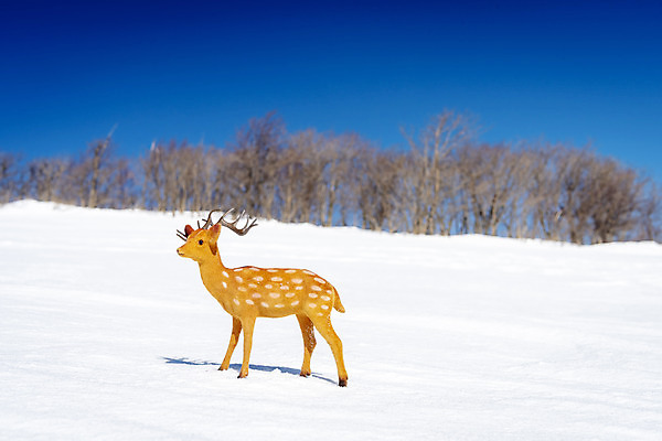 포토 JPG 주간 겨울 사슴 산 사람없음 야외 추위 눈 차가움 오브젝트 강원도 겨울산 대관령 국내포토 자연요소 계절 포유류 날씨 한국 파일형식