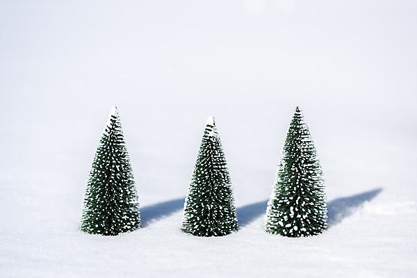 포토 JPG 주간 나무 겨울 산 사람없음 야외 크리스마스트리 추위 눈 차가움 오브젝트 강원도 겨울산 대관령 국내포토 자연요소 식물 계절 크리스마스 날씨 한국 파일형식