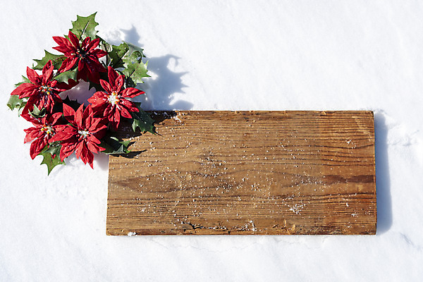 포토 JPG 주간 나무 겨울 산 사람없음 야외 장식 추위 눈 차가움 오브젝트 강원도 겨울산 나무판자 대관령 포인세티아 국내포토 자연요소 식물 계절 꽃 날씨 한국 목재 파일형식