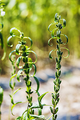 포토 JPG 주간 식물 밭 한국 근접촬영 사람없음 야외 아웃포커스 전라남도 깨 구례 참깨 국내포토 자연요소 아시아 뷰포인트 농업 식재료 촬영기법 조미료 전라도 파일형식