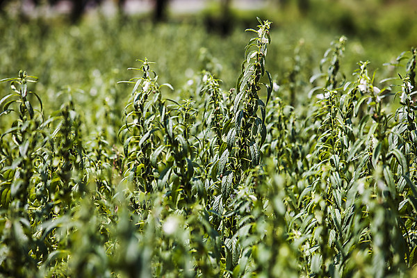 포토 JPG 주간 식물 밭 한국 사람없음 야외 아웃포커스 전라남도 깨 구례 참깨 국내포토 자연요소 아시아 농업 식재료 촬영기법 조미료 전라도 파일형식