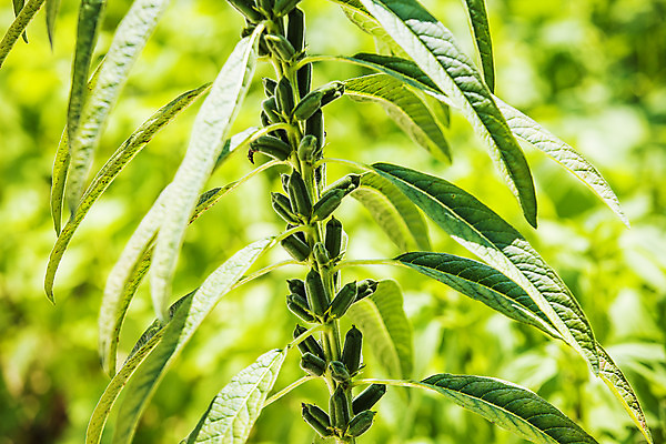 포토 JPG 주간 식물 밭 한국 근접촬영 사람없음 야외 아웃포커스 전라남도 깨 구례 참깨 국내포토 자연요소 아시아 뷰포인트 농업 식재료 촬영기법 조미료 전라도 파일형식