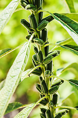 포토 JPG 주간 식물 밭 한국 근접촬영 사람없음 야외 아웃포커스 전라남도 깨 구례 참깨 국내포토 자연요소 아시아 뷰포인트 농업 식재료 촬영기법 조미료 전라도 파일형식