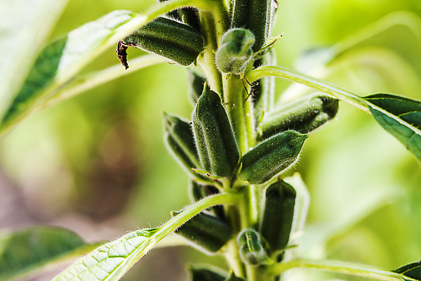 포토 JPG 주간 식물 밭 한국 근접촬영 사람없음 야외 아웃포커스 전라남도 깨 구례 참깨 국내포토 자연요소 아시아 뷰포인트 농업 식재료 촬영기법 조미료 전라도 파일형식
