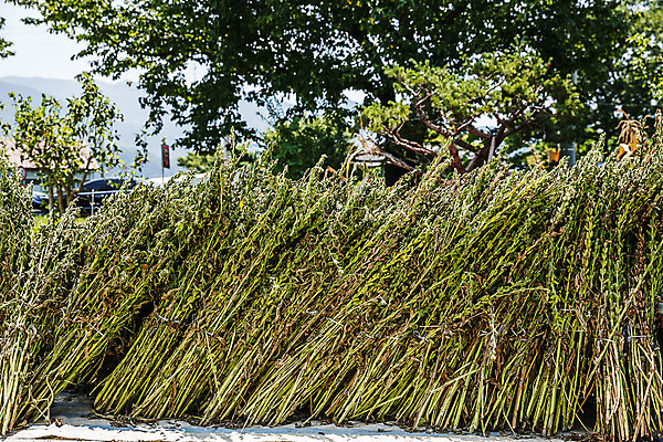 포토 JPG 주간 식물 밭 한국 사람없음 야외 수확 전라남도 깨 구례 참깨 국내포토 자연요소 아시아 농업 식재료 조미료 전라도 파일형식
