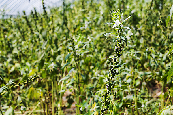 포토 JPG 주간 식물 밭 한국 근접촬영 사람없음 야외 아웃포커스 전라남도 깨 구례 깨꽃 참깨 국내포토 자연요소 꽃 아시아 뷰포인트 농업 식재료 촬영기법 조미료 전라도 파일형식